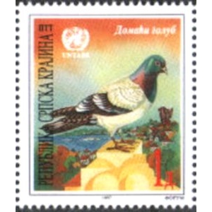 Domestic Pigeon (Columba livia domestica)