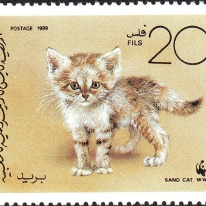Sand Cat