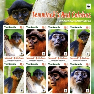 Monkeys