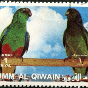 Mulga Parrot (Psephotus varius)